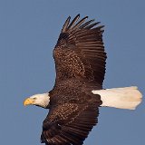 12SB6929 Bald Eagle